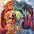 Lhaso Apso